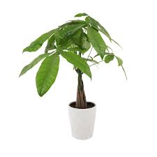 Be sure to turn your money tree each time you water to allow for even growth and leaf development. Money Tree Care How To Grow A Lucky Money Tree Plant