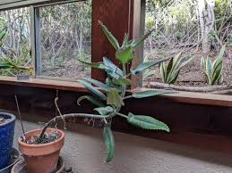 Image result for Kalanchoe daigremontiana