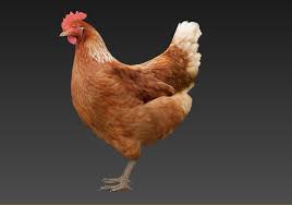 Hen Chicken 3d Model Hen Chicken Red Pictures Animals