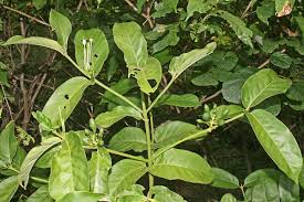 Image result for Oxyanthus zanguebaricus