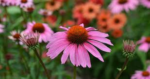 Image result for Echinacea purpurea `Magnus`