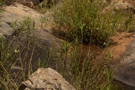 Image result for Kanahia