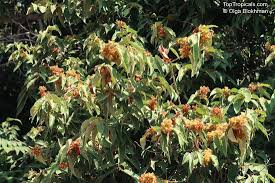 Image result for Guazuma