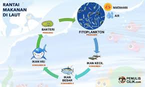 Download rantai makanan di laut gambar rantai makanan di laut terbaru fitoplankton jpg downloaded 440 times 59 kb. Pin On Koleksi Foto Gambar