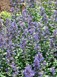 How To Grow Catnip Long Blooming Perennials Growing Catnip Catnip Plant