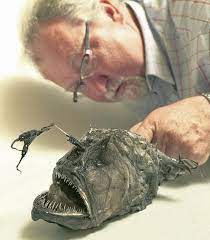 I caught a football fish! Spine Chilling Football Fish Gives Kick To Kerry S Hopes Independent Ie