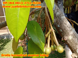 Promo Hp Wa 0813 2711 9234 Jual Bibit Durian Ke Kepulauan Bangka Belitung