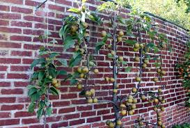 Maybe you would like to learn more about one of these? Are They Pears Or Are They Apples George S Plant Pick Of The Week Pennlive Com