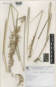 Image result for Sorghastrum stipoides