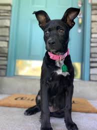 Hope's rescue is a group of people who are dedicated to saving as many dogs as we can from utah's shelters. Welcome To South Ogden City