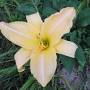 Profile Picture of BETH BARTH - Olallie Daylily Gardenon Google