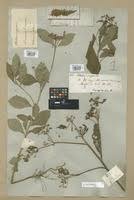 Image result for Ethulia conyzoides