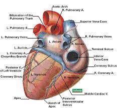 Posterior view of heart labelled. 4 Posterior View Of The Human Heart Download Scientific Diagram