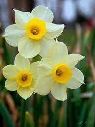 Daffodil Flower Photography Digital Download Spring Blossom Etsy Flowers Photography Daffodil Flower Daffodils