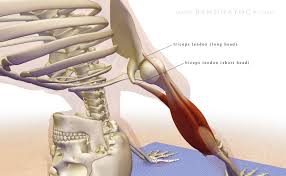 Stabilizing Your Shoulders In Downward Dog Salud Y Bienestar Salud Estiramientos