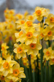 Falconet April 25 2016 March 5 2018 With Images Daffodil Bulbs Daffodils Bulb