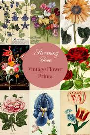 Maybe you would like to learn more about one of these? An Amazing Collection Of Free Vintage Flower Illustrations Picture Box Blue