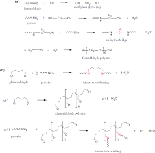 Cross Linking Reactions Of Protein Macromolecules With