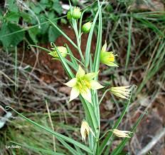 Image result for Littonia modesta