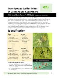 Image result for spider mites on cucumbers