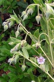 Image result for Trichodesma zeylanicum