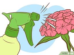 Plant them 1/16 inches deep. How To Grow Sweet William Plants 15 Steps With Pictures