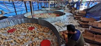 Pelajari lebih lanjut tentang ayam di: Management Ayam Petelur Archives Agusbakrie Com