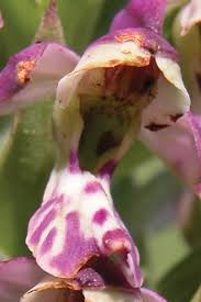 Image result for Brachycorythis ovata