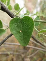 Image result for Cocculus hirsutus