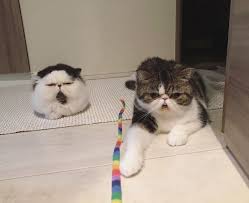 Buy kittens from a cattery or breeder worldwide. Meet Zuu The Cat Who Embodies The Feeling When You Hear Your Alarm Clock Start Ringing Bored Panda