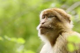 Maybe you would like to learn more about one of these? 7 Pet Monkey Breeds Worth Considering Lovetoknow