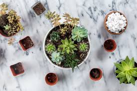 Do you plant succulents and cacti on the regular like me? How To Make An Easy Succulent Container Garden