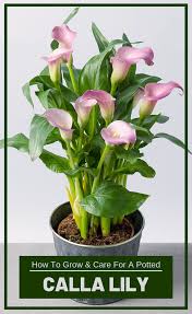 Potted arum, how to care for it. How To Grow And Care For A Potted Calla Lily Lily Plant Care Lily Plants Lilly Plants