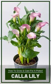 Artificial flower calla lily fake potted plant with black pot fake bonsai flowerfor home, office, indoor and outdoor occasions decor ; How To Grow And Care For A Potted Calla Lily Lily Plants Lily Plant Care Lilly Plants
