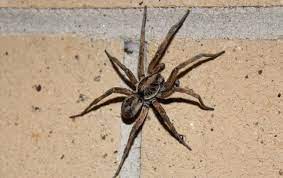 Wolf spider facts & information. Wolf Spider Identification Guide Wolf Spiders In Elizabeth City Nc