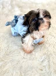 Shih tzus florida, shih tzu puppies, fort lauderdale, florida, shih tzus boca raton, shih tzus miami, shih tzus west palm beach, shih tzu orlando, shih tzu tampa, shih tzus naples, florida. Button Tiny Teacup Imperial Shih Tzu Tiny Paws