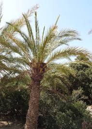 Check spelling or type a new query. Image Phoenix Theophrasti Cretan Date Palm Biolib Cz