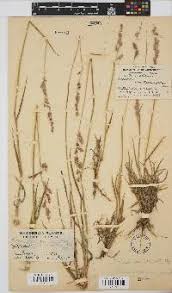 Image result for Swertia welwitschii