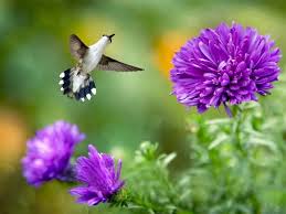 Prepare to be amazed by these little green flowers that have captured the internet's heart this week. 10 Purple Flowers That Attract Hummingbirds