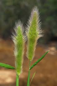 Image result for Polypogon