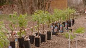 Querbeet Garten Querbeet Garten Beeriger Naschstreifen Br De Garten Beerenstraucher Querbeet