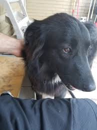 We did not find results for: Our 1 Year Old German Shepherd And Great Pyrenees Mix Named Salem Aww