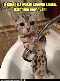 Lolcats Shower Lol At Funny Cat Memes Funny Cat Pictures With Words On Them Lol Cat Memes Funny Cats Funny Cat Pictures With Words On