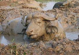 All for love» режиссер джефф николс сценарий джефф николс. Mud Wikiwand