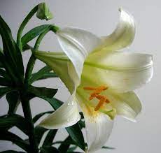 Hoa loa kèn đỏ là một loài hoa có vẻ đẹp rực rỡ, bắt mắt nhưng không phải ai cũng hiểu ý nghĩa của loài hòa này là gì. Sá»± Tich Hoa Loa Ken Saigonxua1965