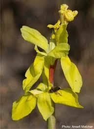 Image result for Moraea spathulata