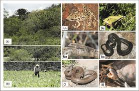 We did not find results for: Photographs Of The Sites Analyzed A Tropical Deciduous Forest And Download Scientific Diagram