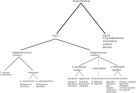 Gram Positive Bacteria Wikem