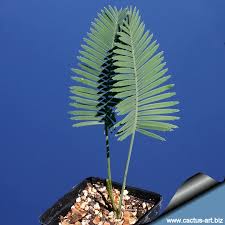 Image result for Dioon