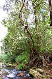 Image result for Uapaca guineensis